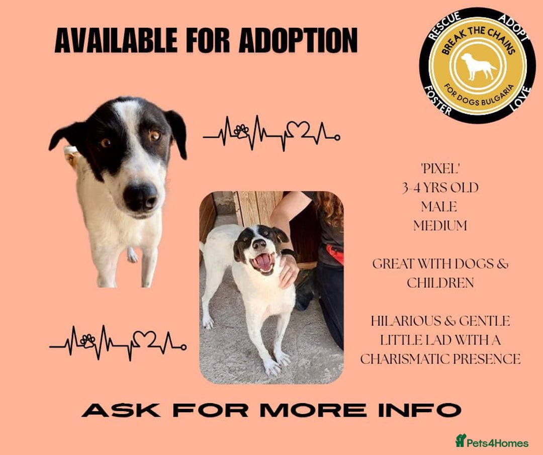 Mixed Breed dogs for adoption: Pixel, 3-4 yrs old. Available for adoption. - Image 26