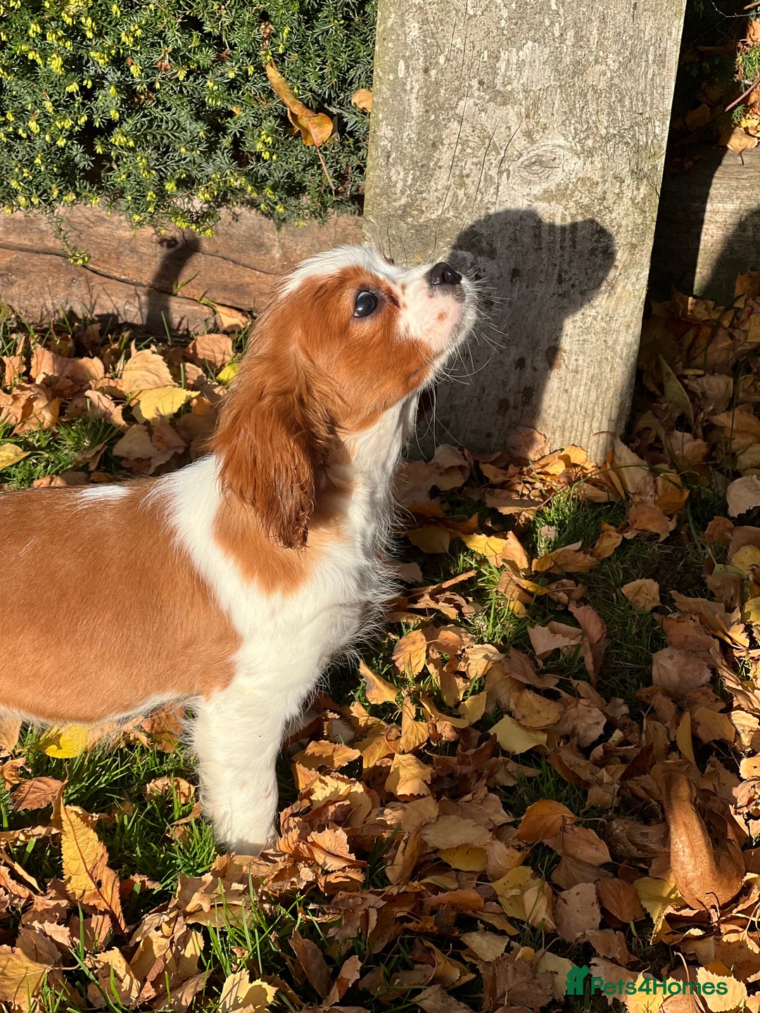 Cavalier King Charles Spaniel dogs for sale: Last 2 boy King Charles cavaliers  - Image 2