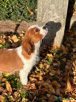 Cavalier King Charles Spaniel dogs - Advert 2