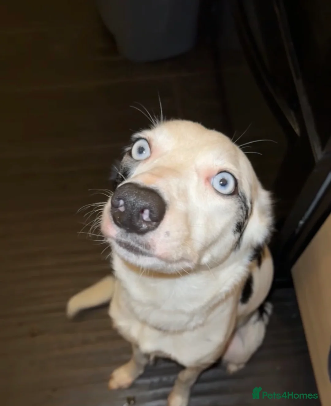 Mixed Breed dogs for sale: 4 Sprollies LEFT 🩶 - Advert 10