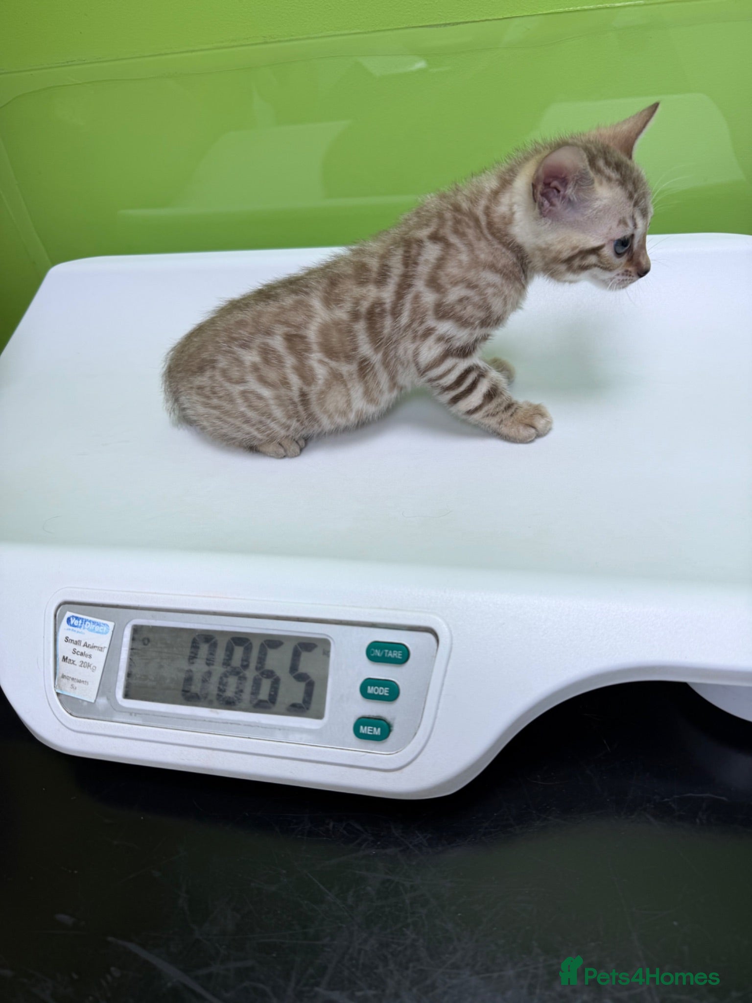 Bengal cats Pure Snow Lynx Bengal Kitten, very socialised! - Advert 10