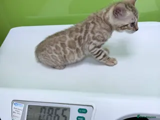 Bengal cats Pure Snow Lynx Bengal Kitten, very socialised! - Advert 10
