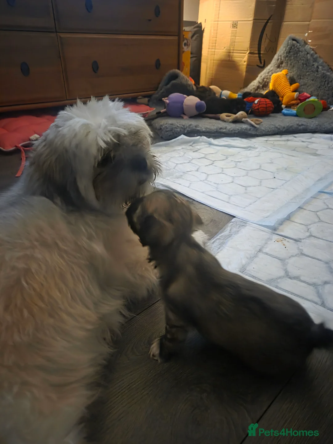 Lhasa Apso dogs for sale: Puppies - Advert 1