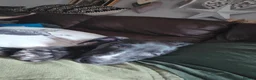 Bedlington Terrier dogs for sale: bedlington whippet puppies. - Advert 4