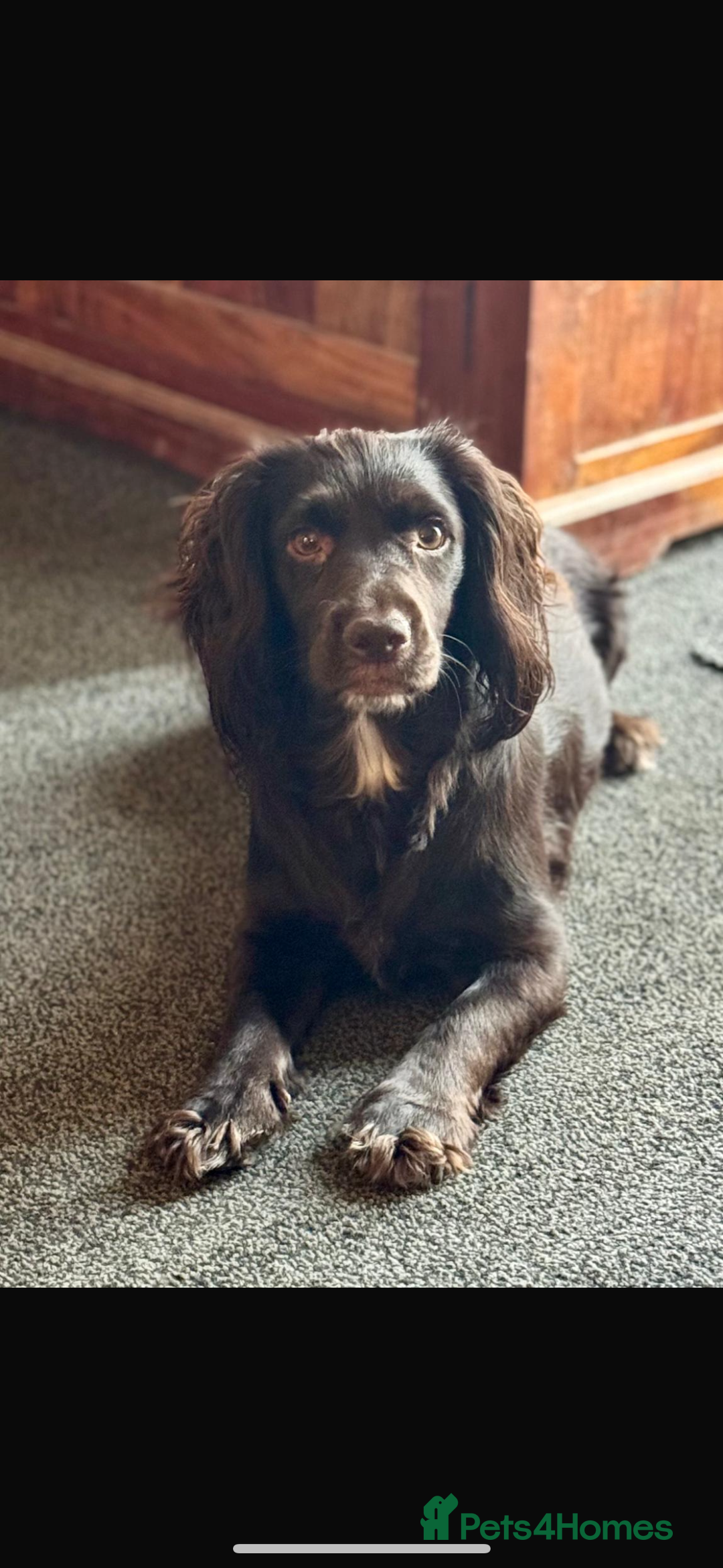 Cocker Spaniel dogs for sale: Cocker spaniel  - Advert 4