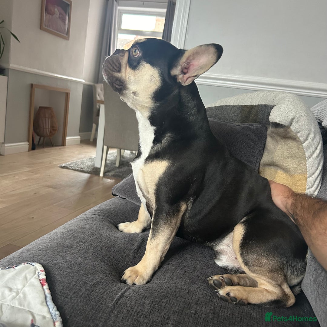 French Bulldog dogs for stud: Theo - Frenchie 4yr Old Boy Needing New Home - Advert 3