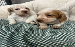 Cocker Spaniel dogs for sale: Beautiful KC Roan Working  Cocker Puppies - Image 1