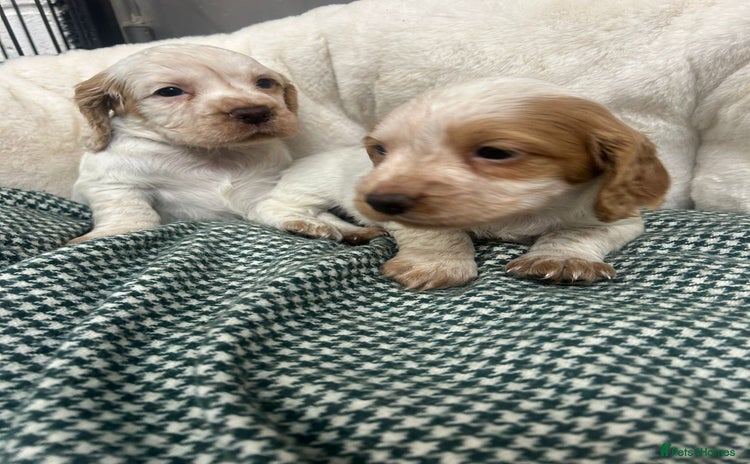 Cocker Spaniel dogs - Advert 10