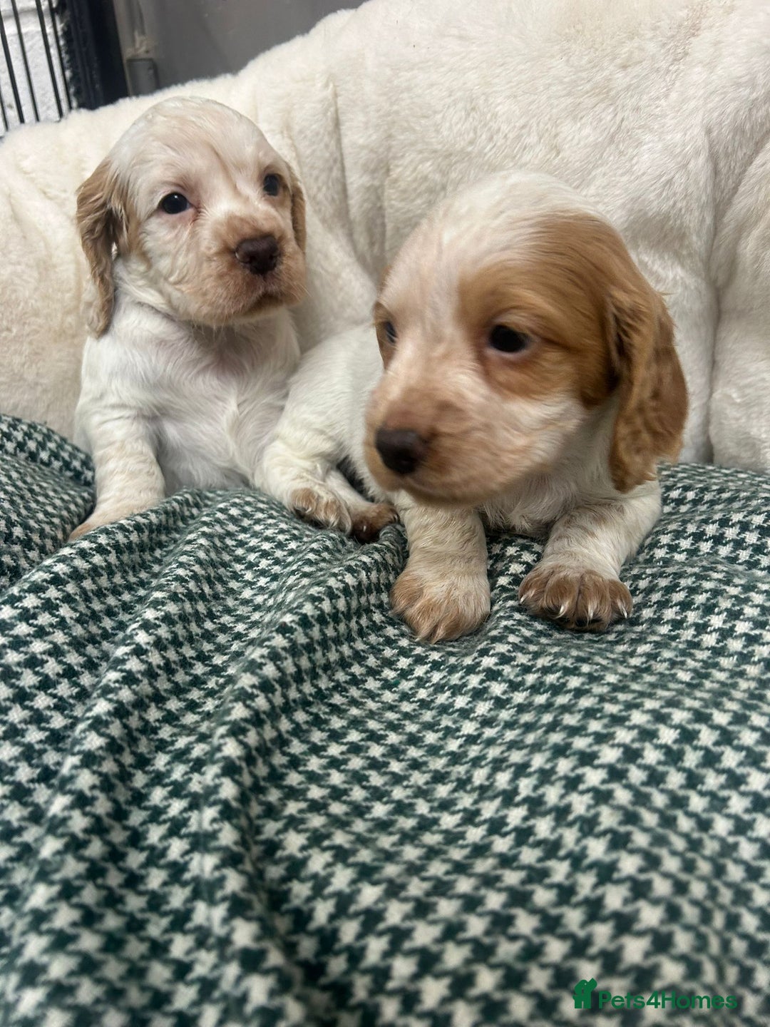 Cocker Spaniel dogs for sale: Beautiful KC Roan Working  Cocker Puppies - Image 1