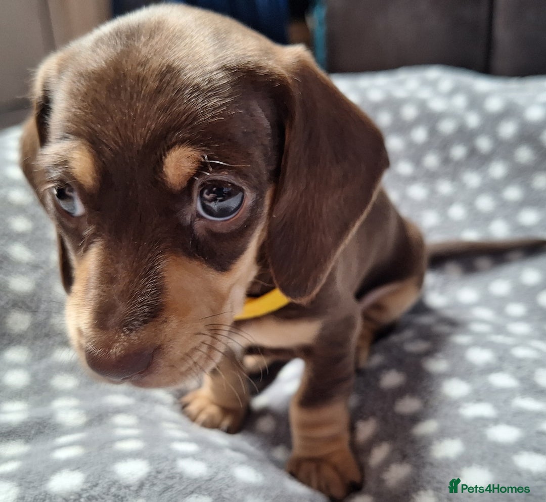 Dachshund dogs for sale: 4 beautiful dachshund girls  - Image 4