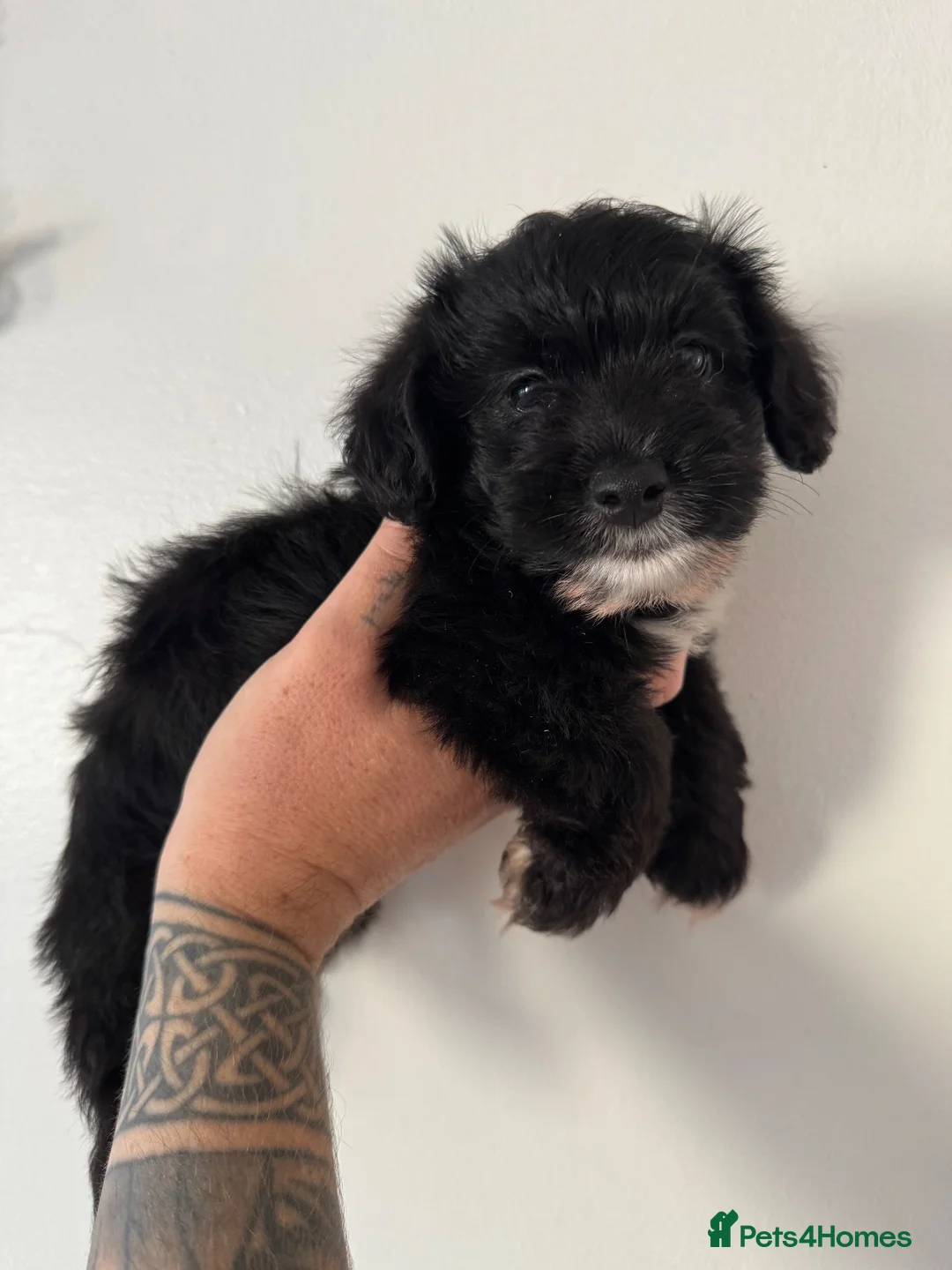 Jackapoo dogs for sale: Two beautiful male toy jackapoos  - Advert 5