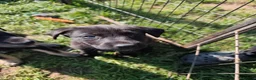 German Shepherd dogs for sale: 6 Beautiful German Shepherd Puppies (3 LEFT) - Advert 12