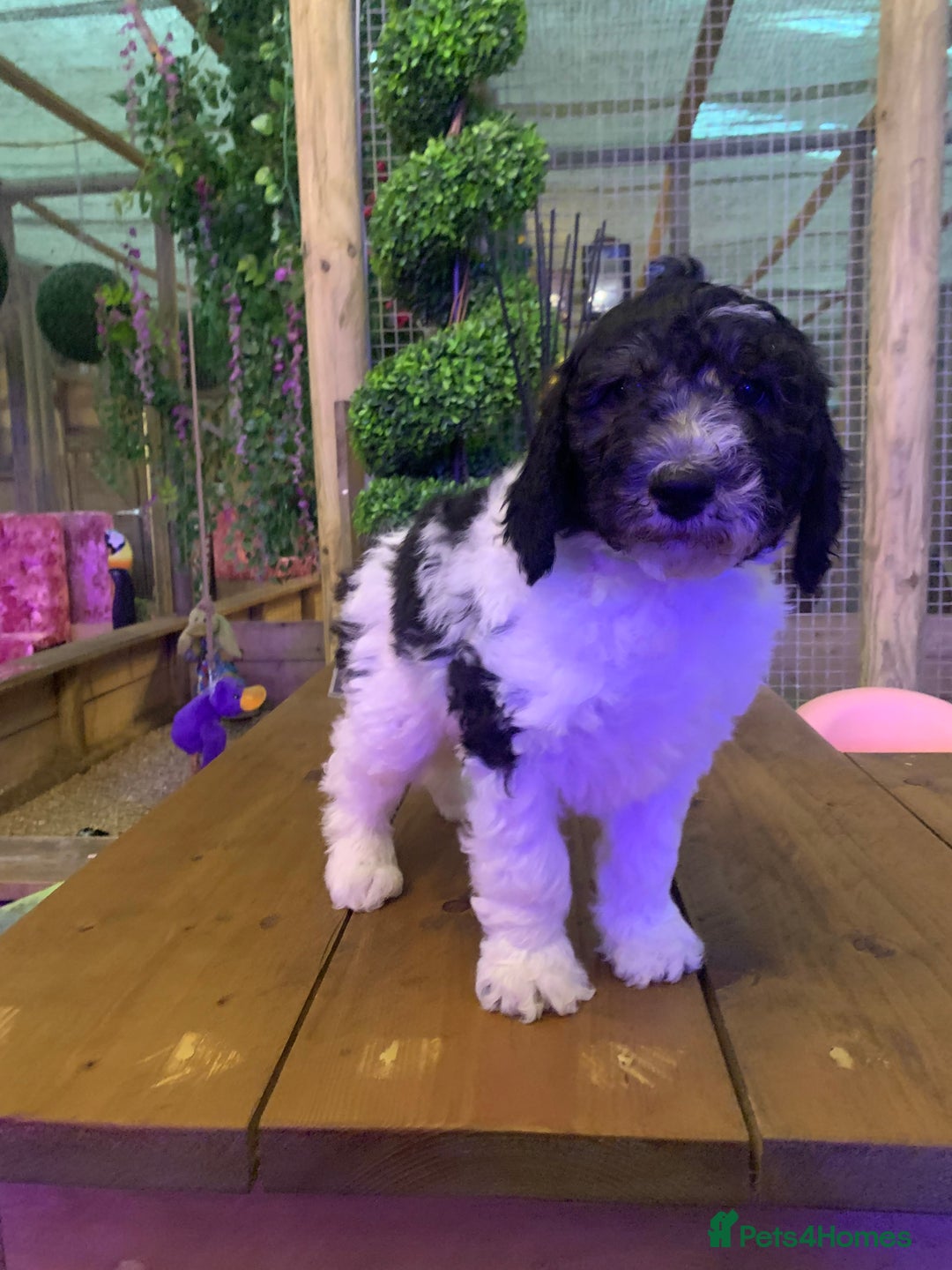 Sheepadoodle dogs for sale: Standard Sheepadoodle READY NOW - Advert 13