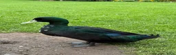 Ducks poultry for sale: Two Runner Drakes  - Advert 2