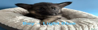 Boy - light blue collar