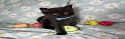 Ragdoll cats for sale: Adorable Ragdoll x Bombay Kittens  - Advert 6