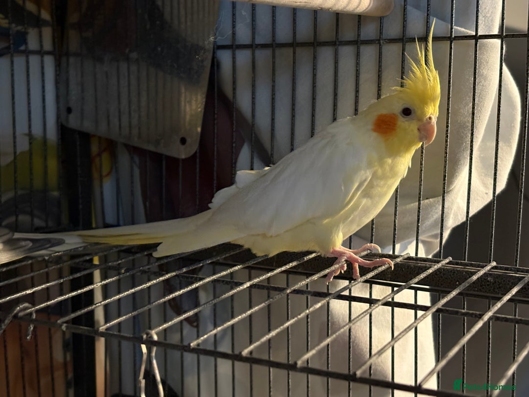 Cockatiels birds for sale: Pair of cockatiels- male and female  - Advert 9