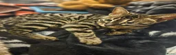 Bengal cats for sale: Retired Bengal Queen in Maidstone - Advert 3