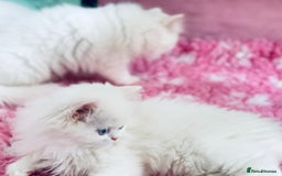 Persian cats for sale: Pure White Persian Girls BLUE EYES & full hearing - Image 8