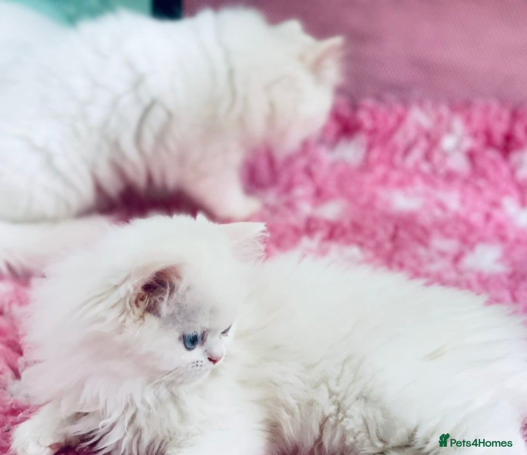 Persian cats for sale: Pure White Persian Girls BLUE EYES & full hearing - Image 8