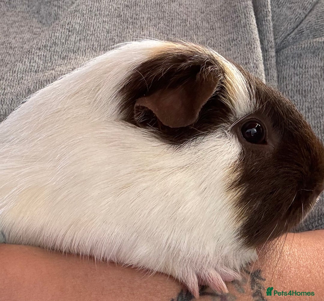 Guinea Pig rodents for sale:  Lovely boy guinea pig loving for loving home  - Image 2