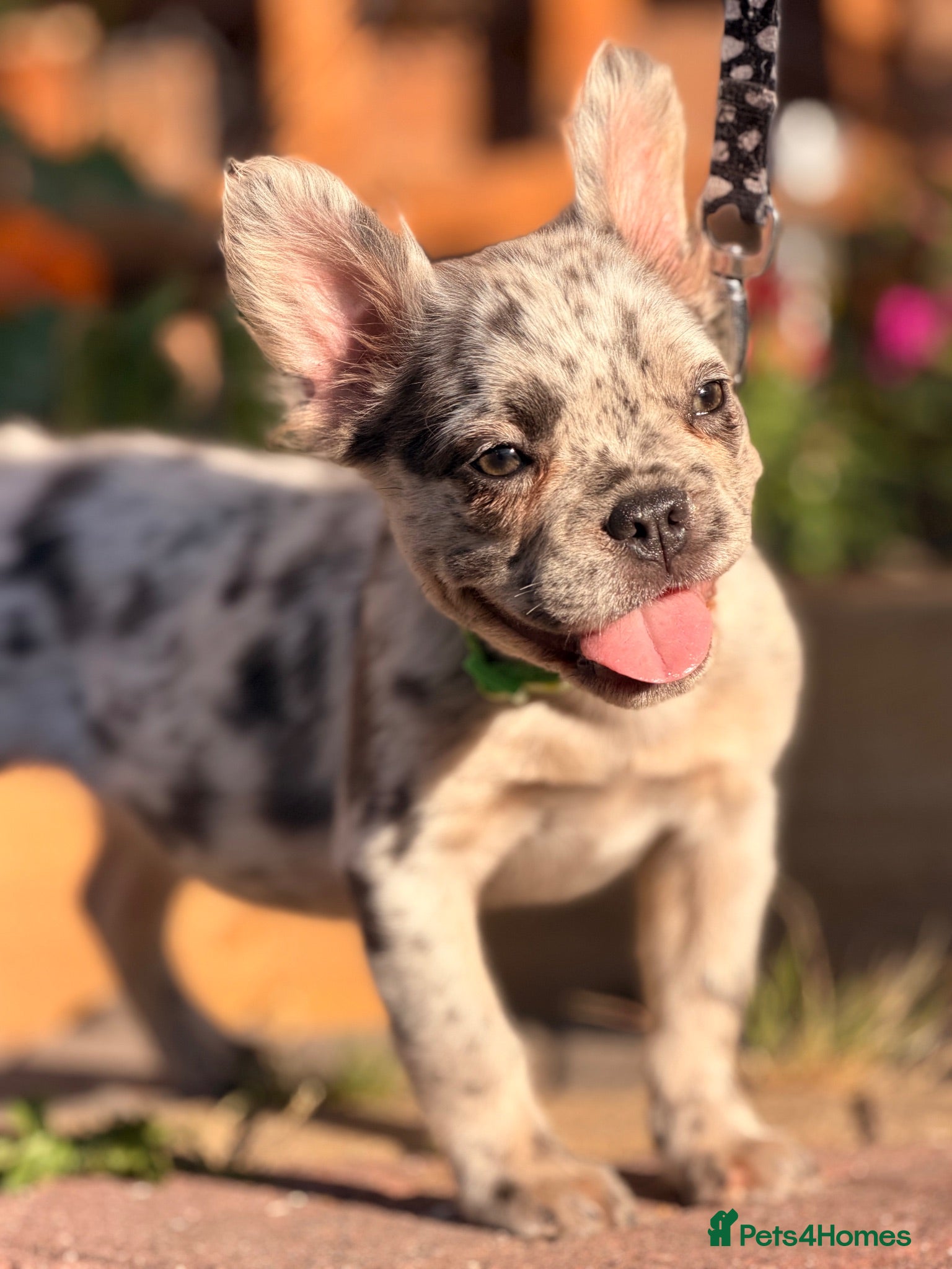 French Bulldog dogs Reduced fluffy frenches both injections done - Advert 1