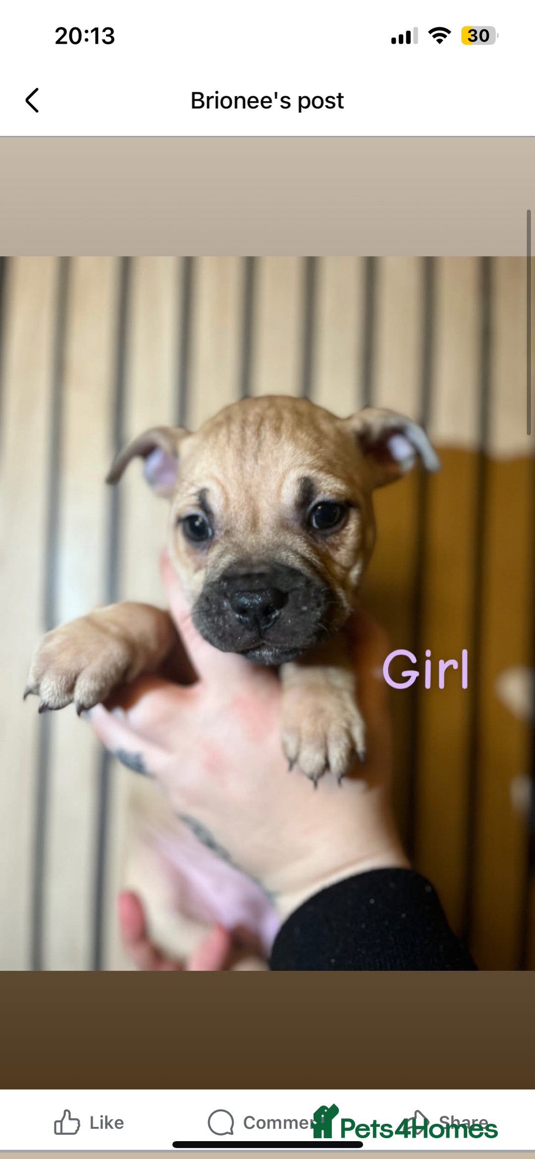 Mixed Breed dogs for sale: Staffy x pocket bully puppies - Advert 1