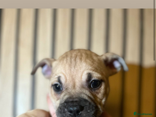 Mixed Breed dogs Staffy x pocket bully puppies - Advert 1