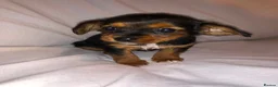 Mixed Breed dogs for sale: 3 Beautiful Jack Russell’s in Leeds - Advert 6