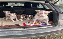 Border Collie dogs for sale: Beautiful litter of border collies - Image 1