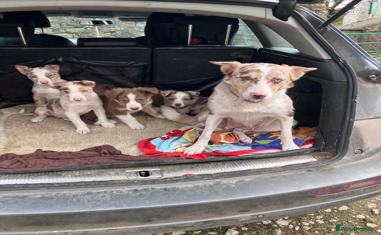 Border Collie dogs - Advert 1