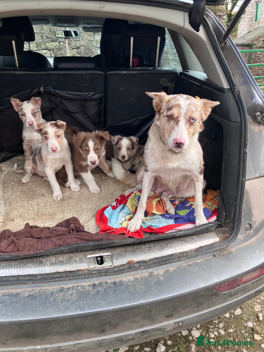 Border Collie dogs for sale: Beautiful litter of border collies - Image 1