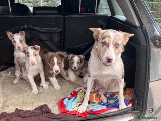 Border Collie dogs - Advert 1