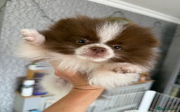Pomeranian dogs for sale: Chocolate party & chocolate sable party Merle boys - Image 1