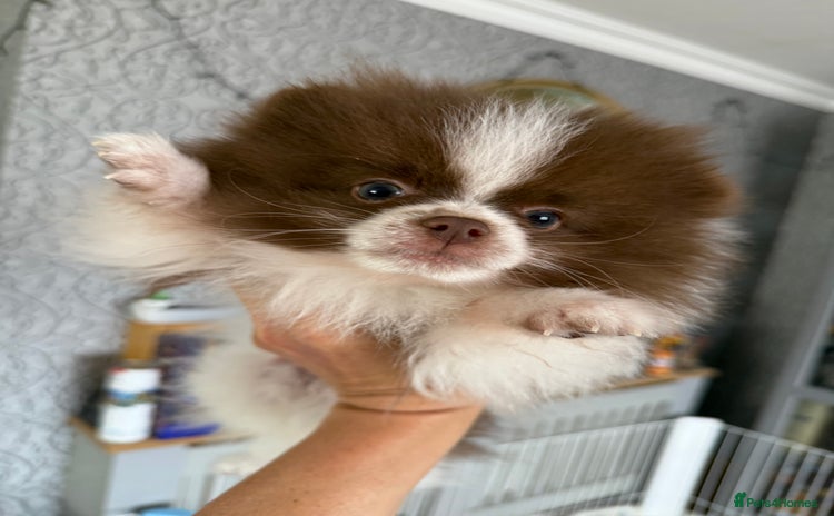 Pomeranian dogs - Advert 1