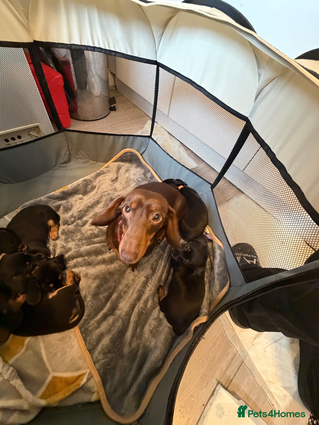 Mixed Breed dogs for sale: DACHSHUND X TERRIER  - Advert 3