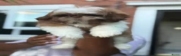 Shih Tzu dogs for sale: Highly Pedigreed (Pink Nose) Shih Tzu Puppies - Advert 6