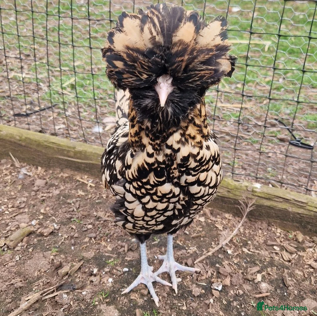 Chickens poultry for sale: Bantams fully vaccinated  - Advert 4