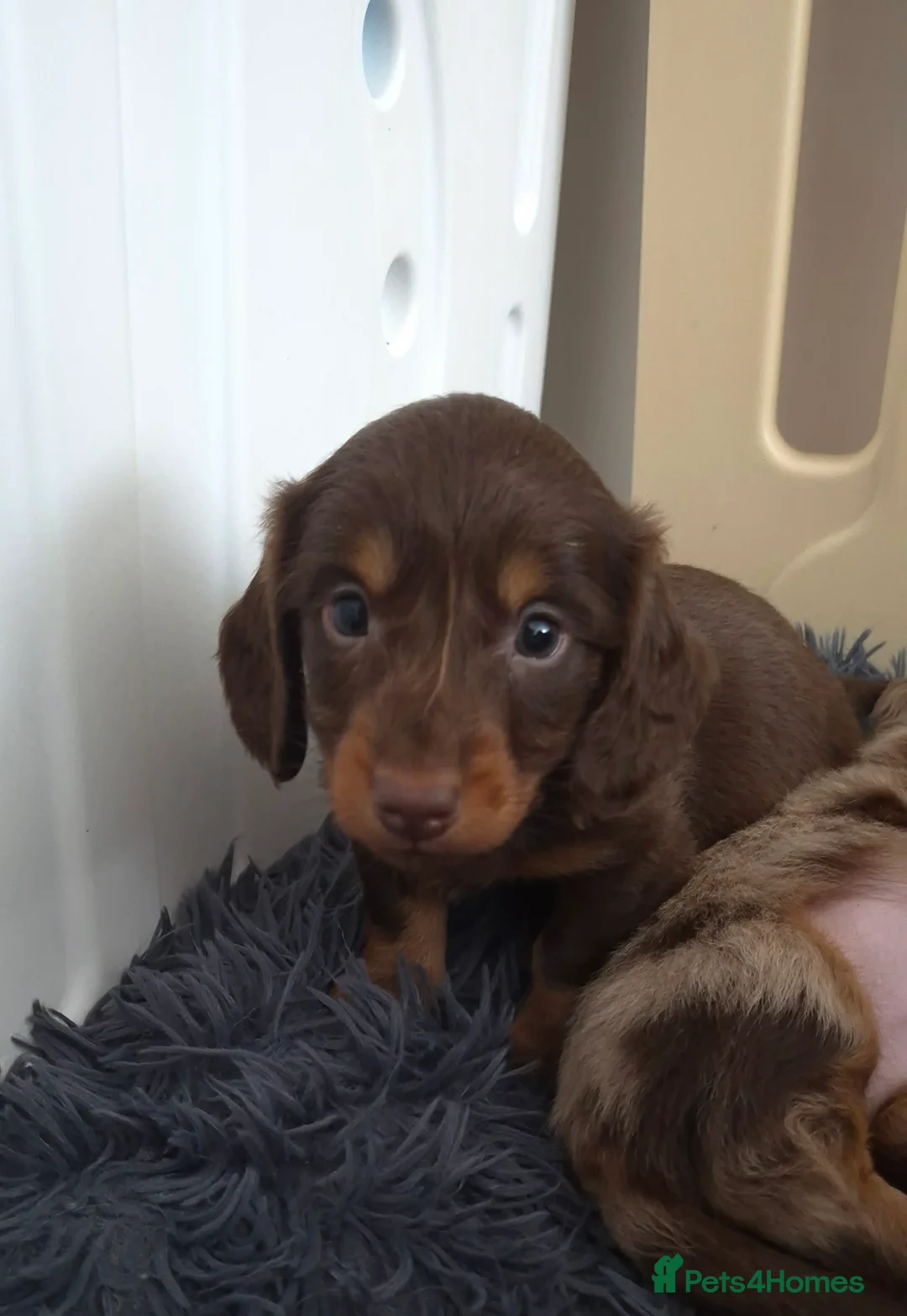 Miniature Dachshund dogs for sale: Miniature dachshund longhaired boy - Advert 8