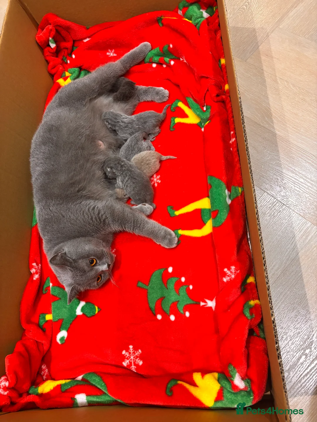 British Shorthair cats for sale: GCCF BSH beautiful chunky female  - Advert 8