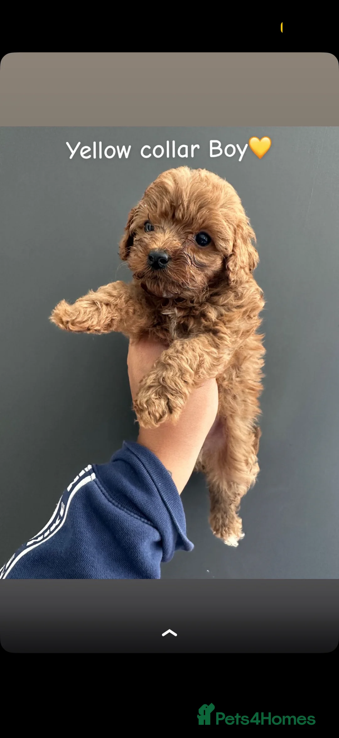 Cavapoo dogs for sale: Cavapoo - Advert 13
