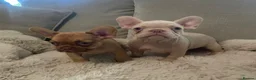 French Bulldog dogs for sale: 🔥 Unbelievable litter of 11 French Bulldogs 😍 - Advert 14