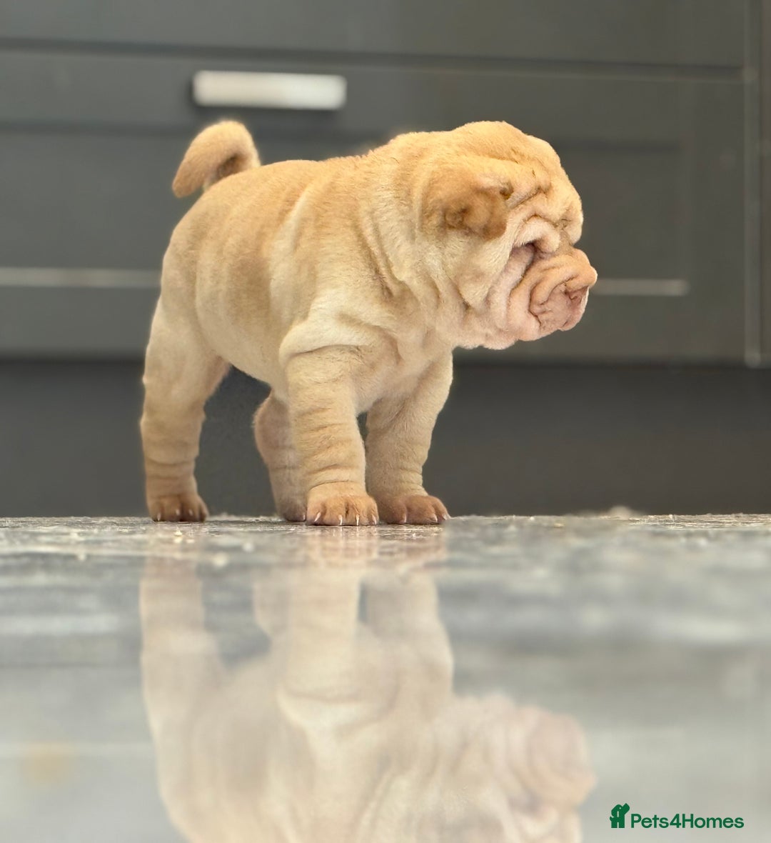 Shar Pei dogs for sale: Bear Coat Shar Pei’s - Advert 8