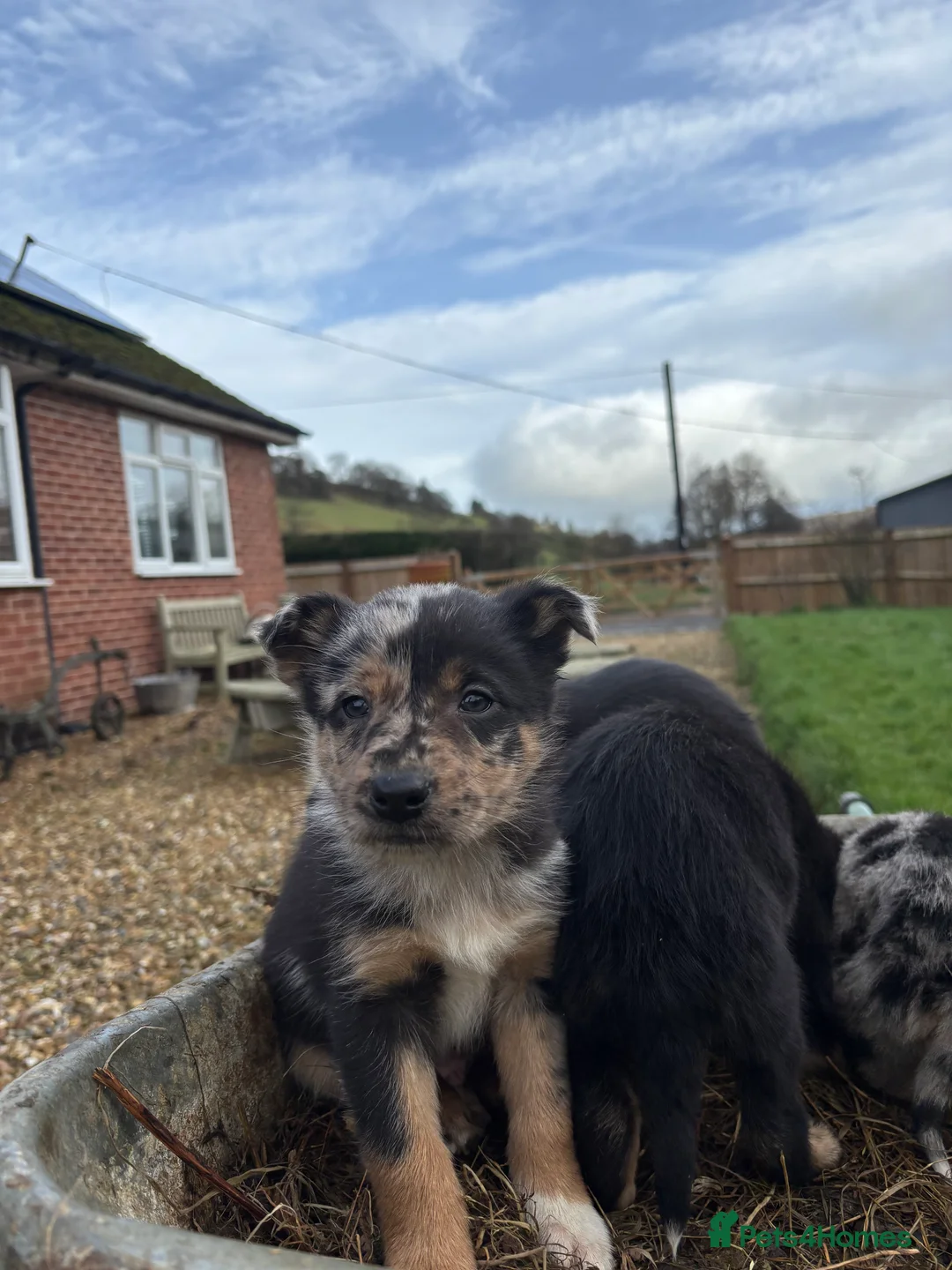 Mixed Breed dogs for sale: Puppies, Australian kelpie cross blue Merle  - Advert 21
