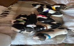 Beagle dogs for sale: Chunky type beagles  - Image 2