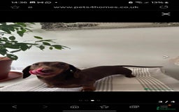 Miniature Dachshund dogs for sale:                  KC REG MINATURE CHOCOLATE AND TAN - Image 6