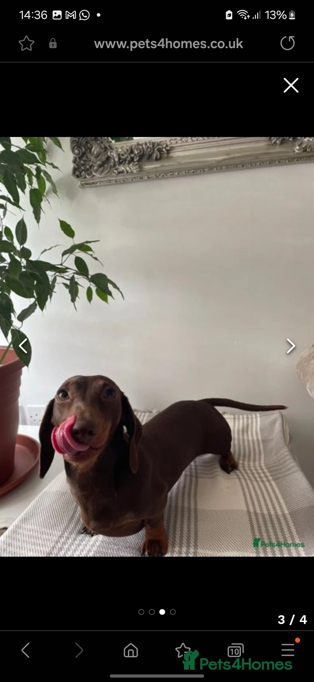 Miniature Dachshund dogs for sale:                  KC REG MINATURE CHOCOLATE AND TAN - Image 6