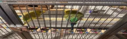 Budgerigars birds for sale: 2 x buggies & cage with accessories  - Advert 1