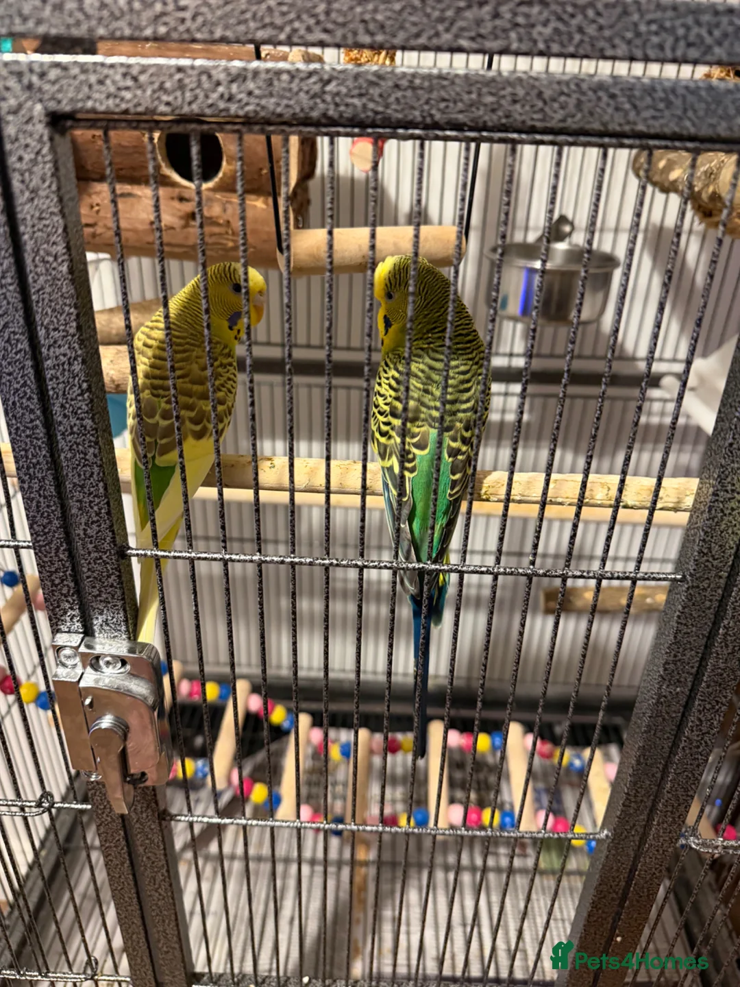 Budgerigars birds for sale: 2 x buggies & cage with accessories  - Advert 1