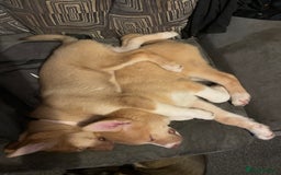 Huskita dogs for sale: Puppy for sale - Image 4